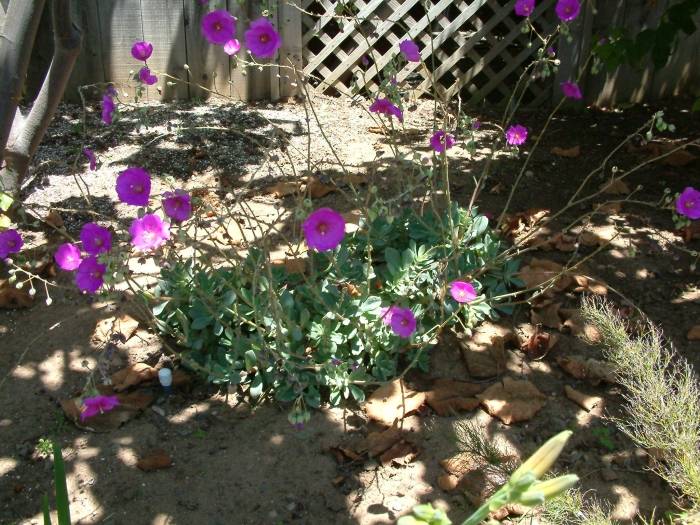 Image #13: Calandrinia grandiflora