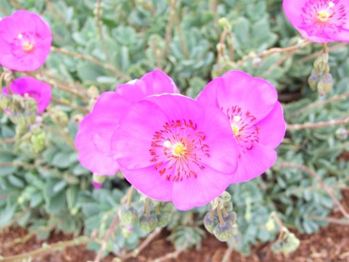 Image #15: Calandrinia grandiflora