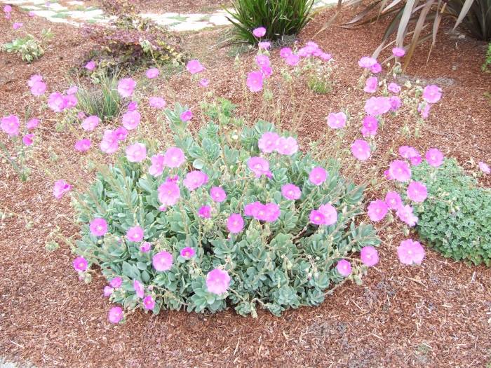 Image #17: Calandrinia grandiflora