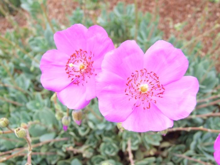 Image #18: Calandrinia grandiflora