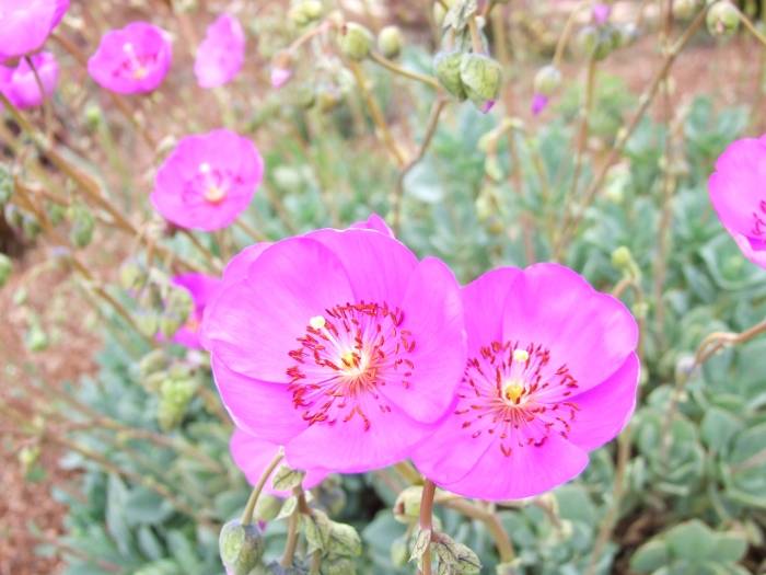 Image #19: Calandrinia grandiflora