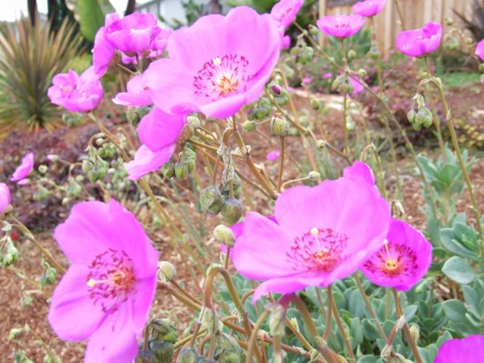 Image #20: Calandrinia grandiflora