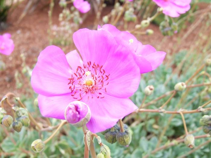 Image #21: Calandrinia grandiflora