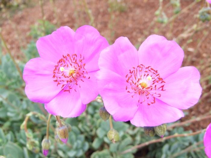 Image #22: Calandrinia grandiflora