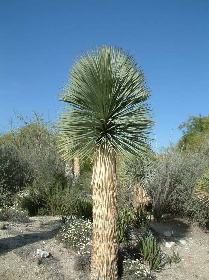 Yucca rostrata