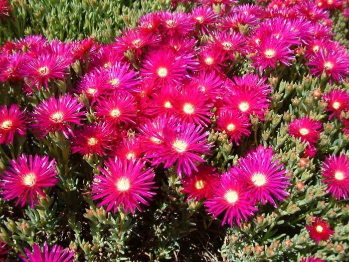 Lampranthus productus