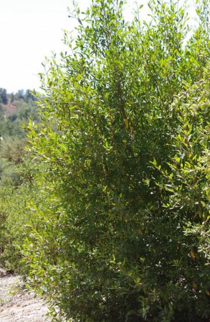 Rhamnus alaternus 'John Edwards'