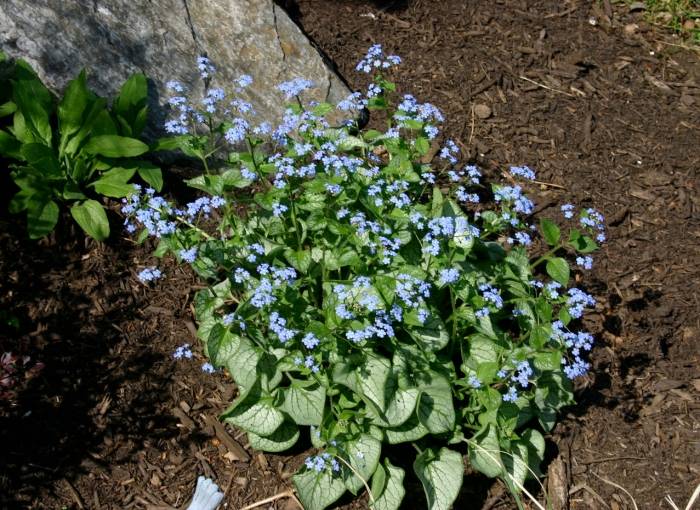 Brunnera 'Jack Frost' - Heartleaf Brunnera | PlantMaster