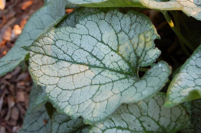 Brunnera 'Jack Frost' - Heartleaf Brunnera | PlantMaster
