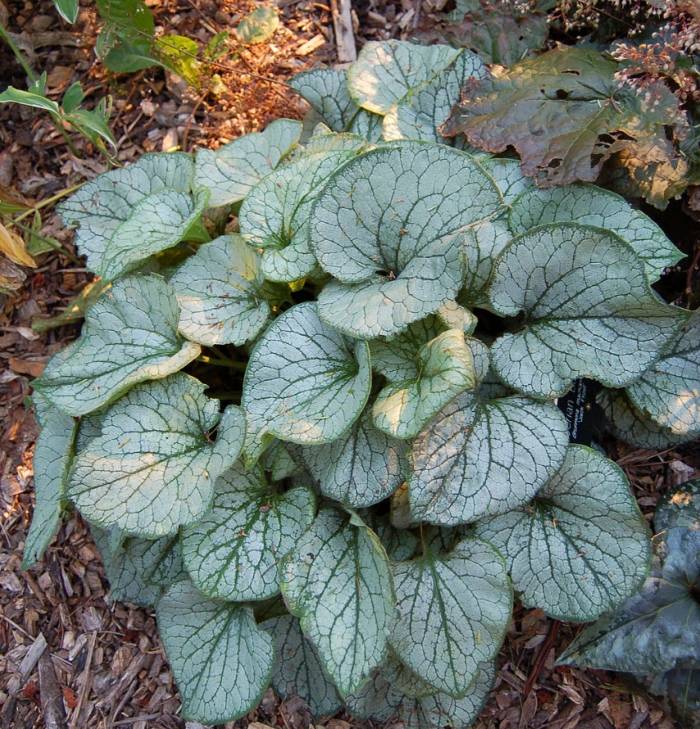 Brunnera 'Jack Frost' - Heartleaf Brunnera | PlantMaster