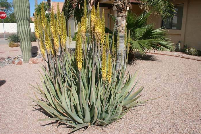 Landscape Basics Aloes Vera barbadensis 4 po