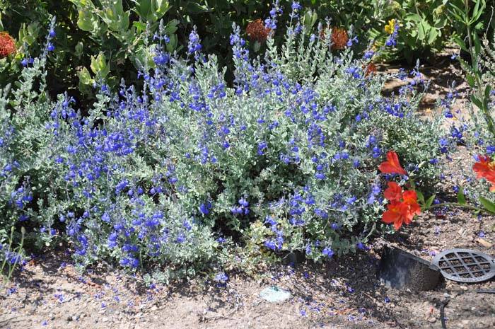 Salvia chamaedryoides