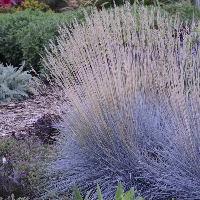 Festuca glauca 'Elijah Blue'