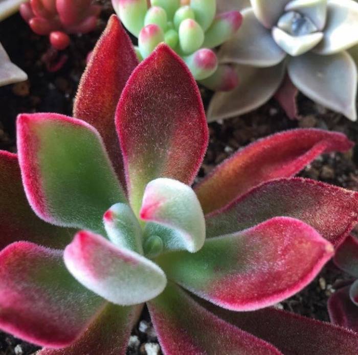 succulent potted plants Assorted Succulents main image 0