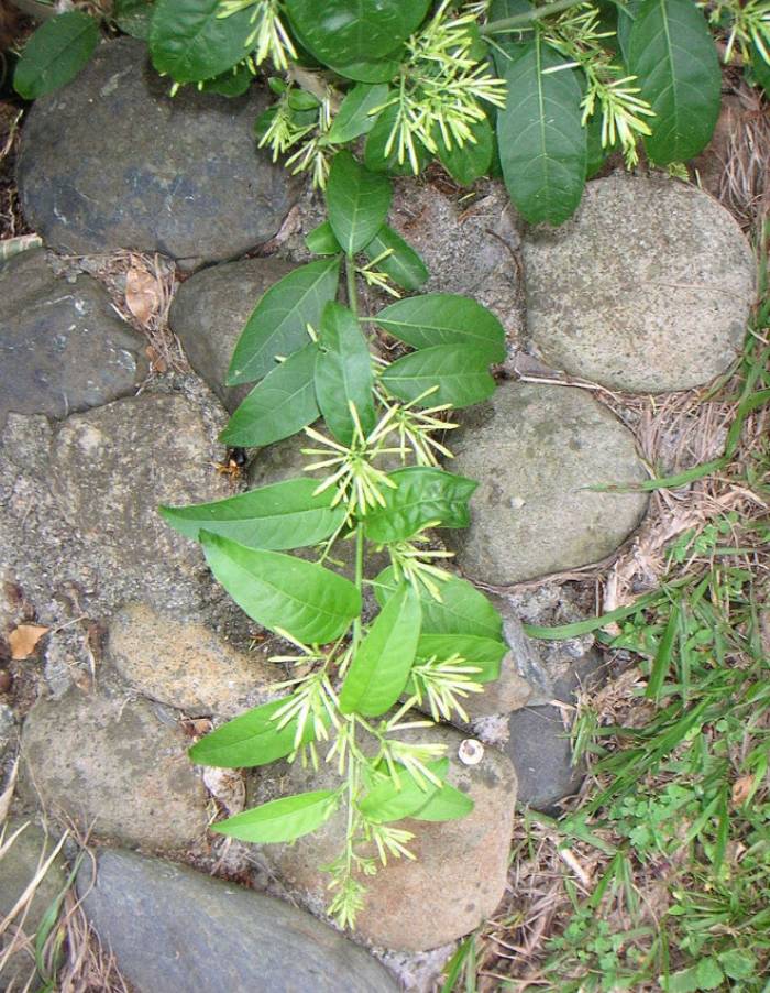 Cestrum nocturnum - Night Blooming Jessamine | PlantMaster