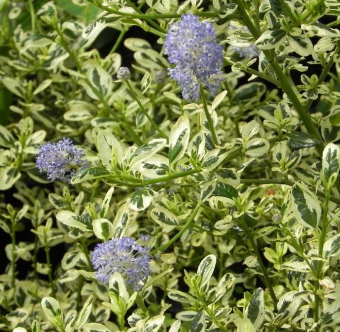 Ceanothus thyrsiflorus 'Cool Blue'