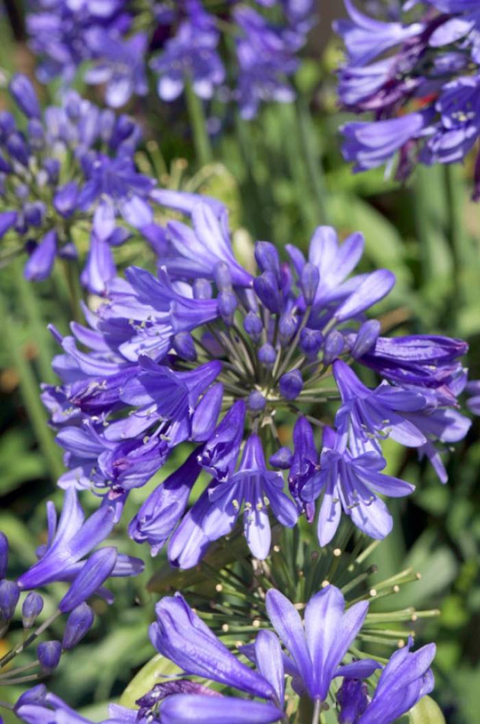 Agapanthus Ever Sapphire (African Lily)