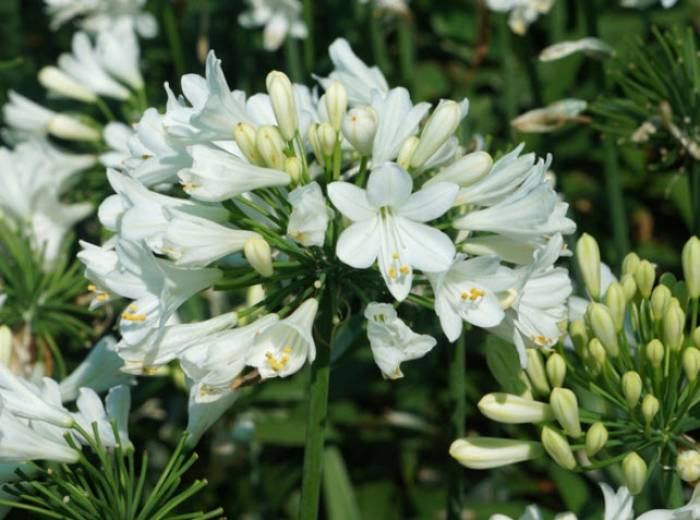Agapanthus 'Ever White' - Ever White Lily of the Nile | PlantMaster
