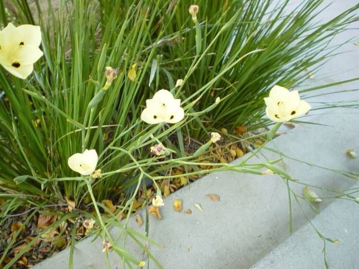 File:Fortnight lily or Morea iris -- Dietes iridioides, D. bicolor.jpg -  Wikipedia