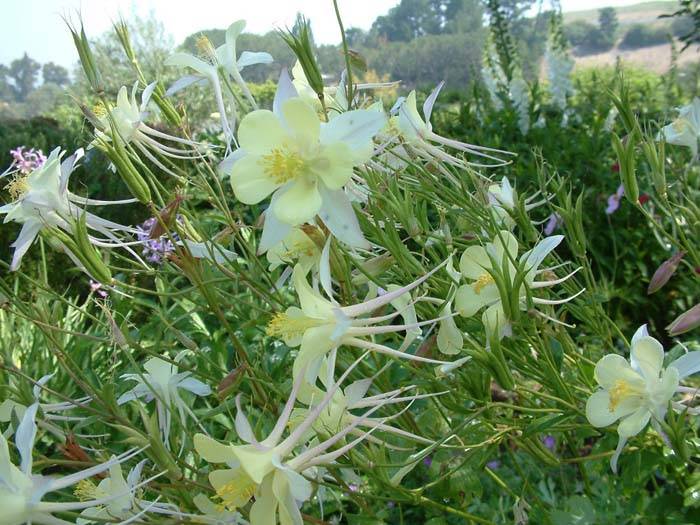 Agave ghiesbreghtii 'Witte Zeeëgel' | 河野園芸