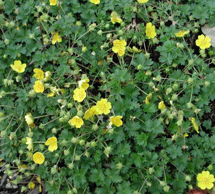 Potentilla neumanniana - Cinquefoil | PlantMaster