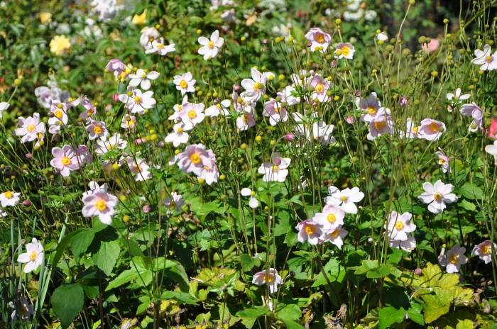 【A4サイズ額付】井上治OsamuInoue『Japanese Anemones A4サイズ額付】井上治OsamuInoue『Japanese Anemones