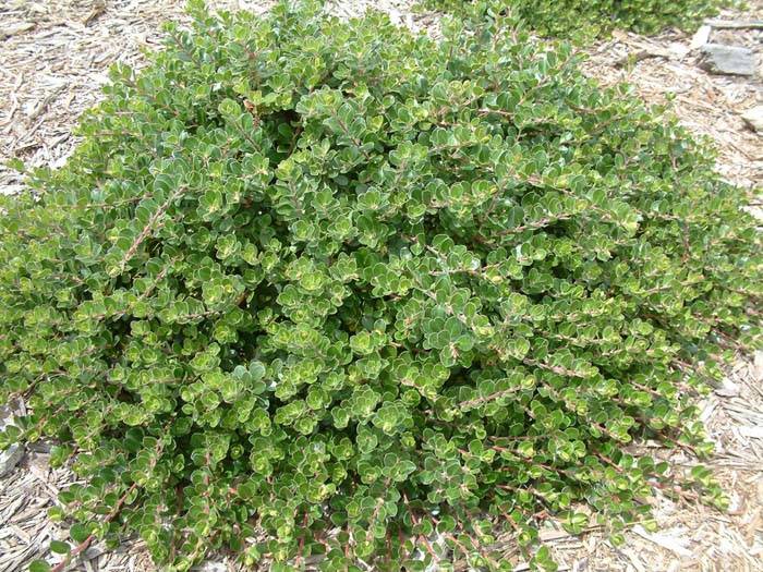 Arctostaphylos 'Emerald Carpet'