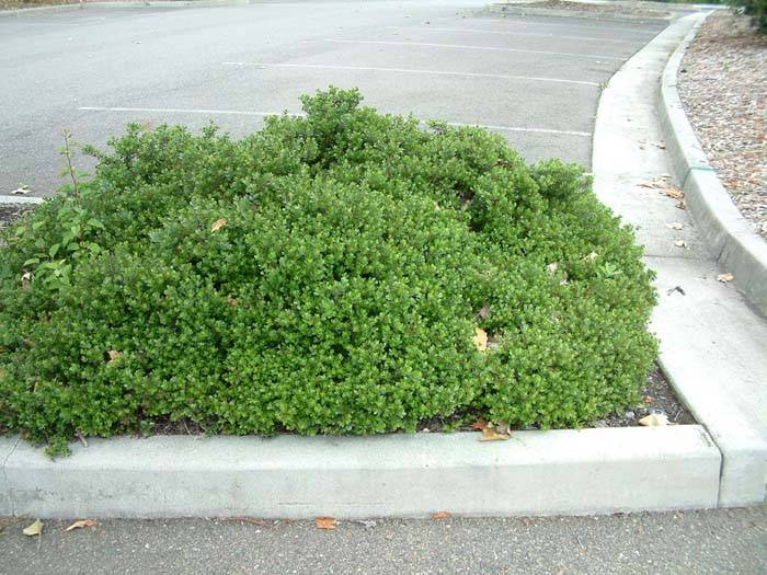 Arctostaphylos 'Emerald Carpet'