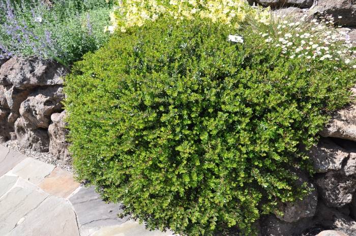 Arctostaphylos 'Emerald Carpet'