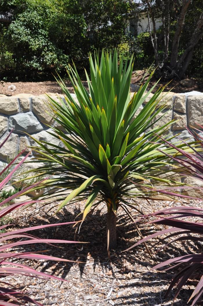 Cordyline australis - Australian Dracaena | PlantMaster