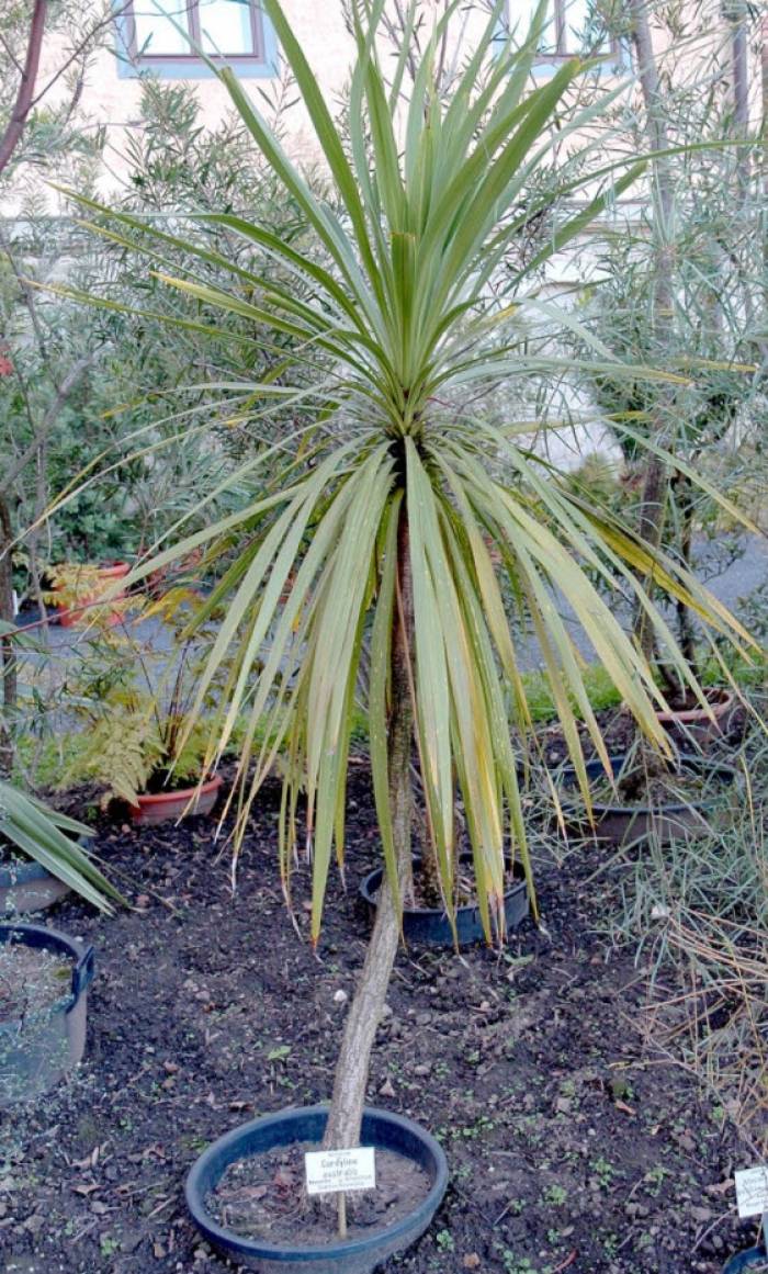 Cordyline australis - Australian Dracaena | PlantMaster