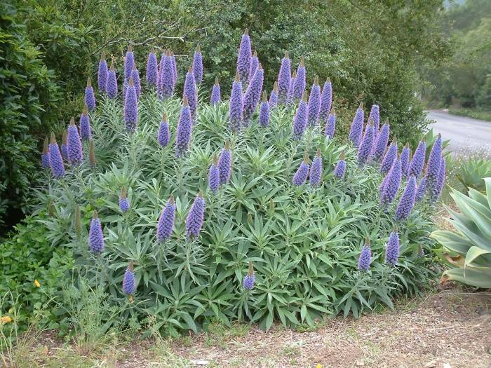 Echium Candicans Pride Of Madeira Plantmaster