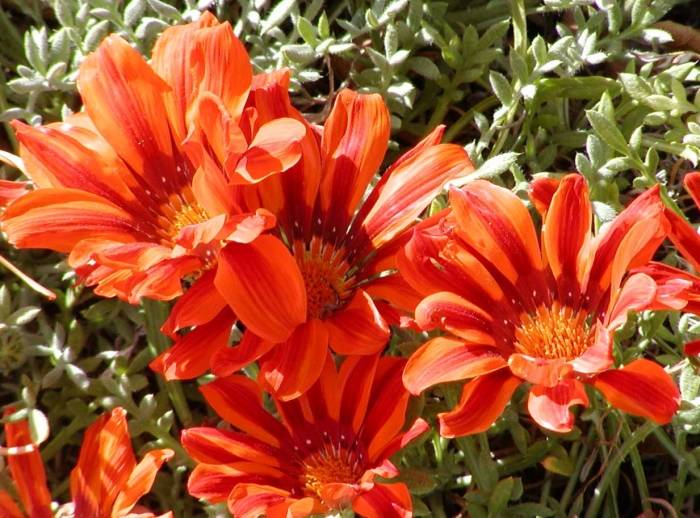 Gazania hybrids - Hybrid Gazanias | PlantMaster