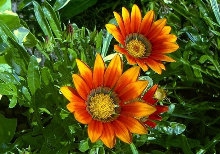 Gazania hybrids - Hybrid Gazanias | PlantMaster