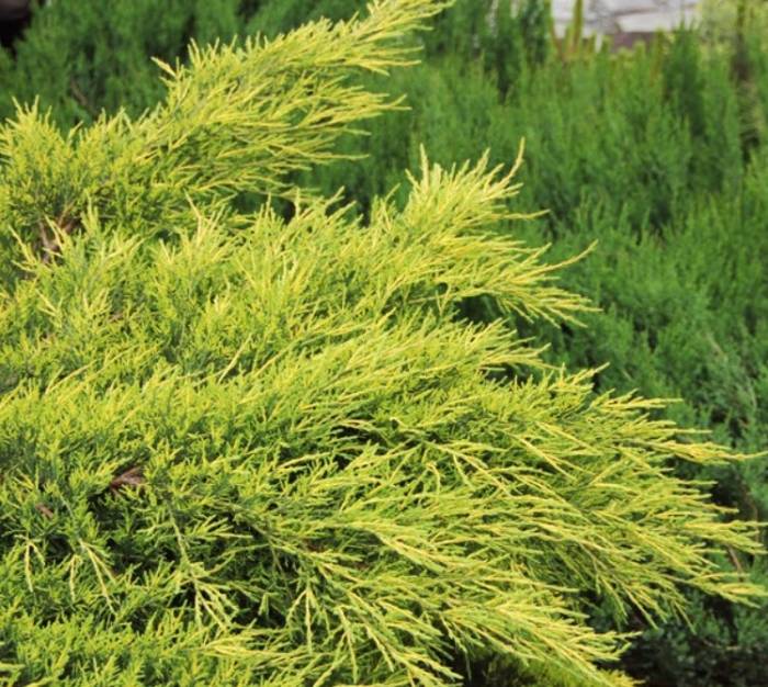 Juniperus X pfitzeriana 'Aurea'