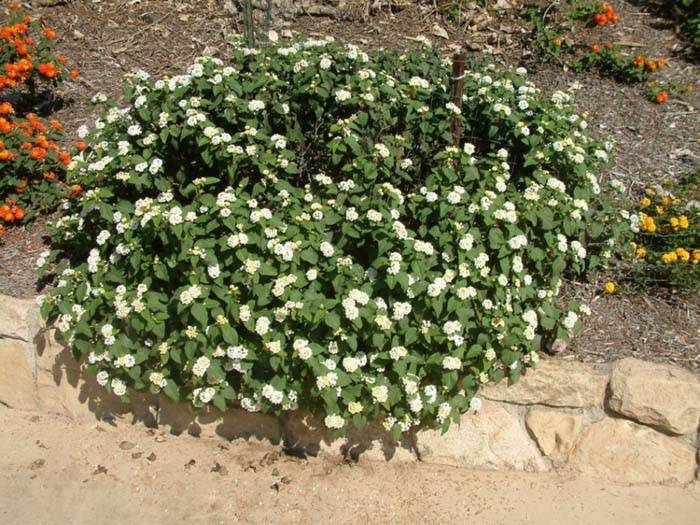 Lantana montevidensis 'White'