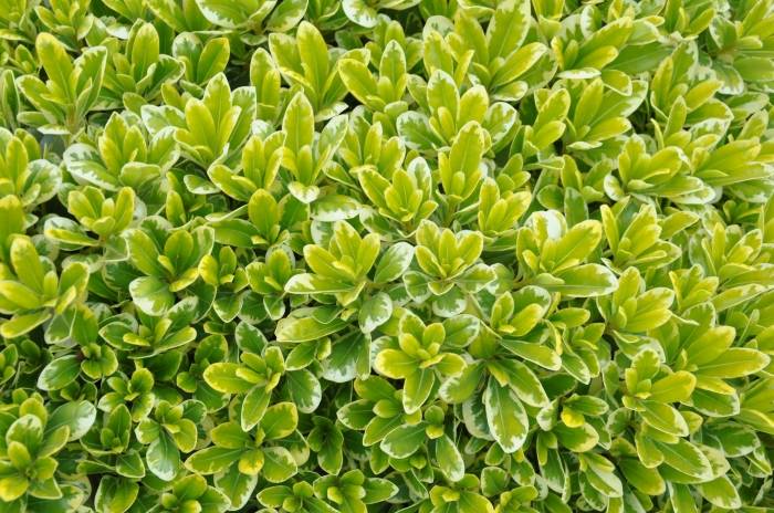 Pittosporum tobira 'Wheeler's Dwarf'