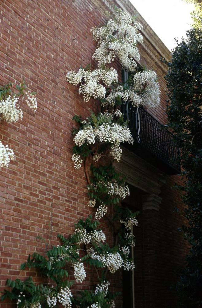 eukalyptusbaum zimmerpflanze Eukalyptus Silver Dollar ca 60 cm Zimmerpflanze Duft Eukalyptus Pflanz –  Blumen-Senf®