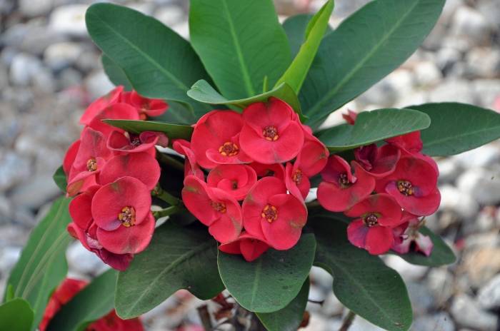 How to Grow and Care for Crown of Thorns (Euphorbia milii)