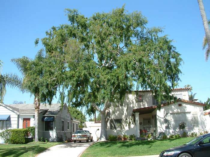 Ulmus parvifolia