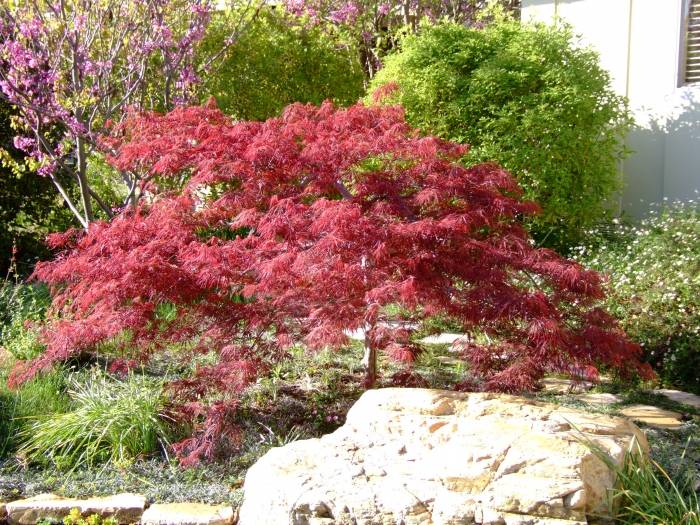 Acer palmatum 'Crimson Queen'