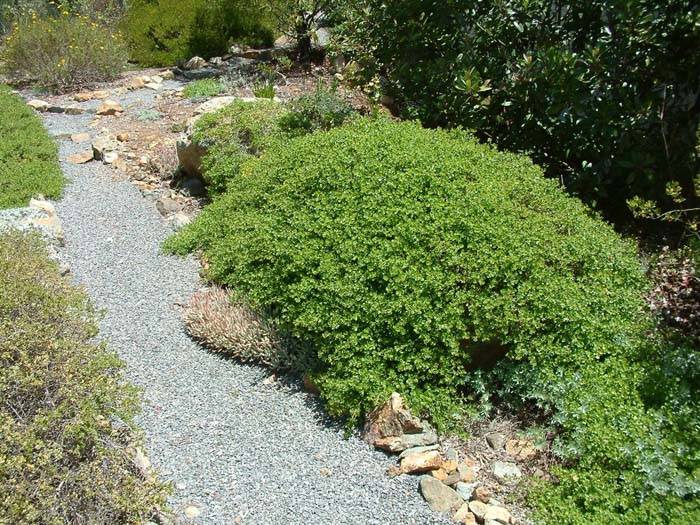 Baccharis pilularis 'Twin Peaks #2'