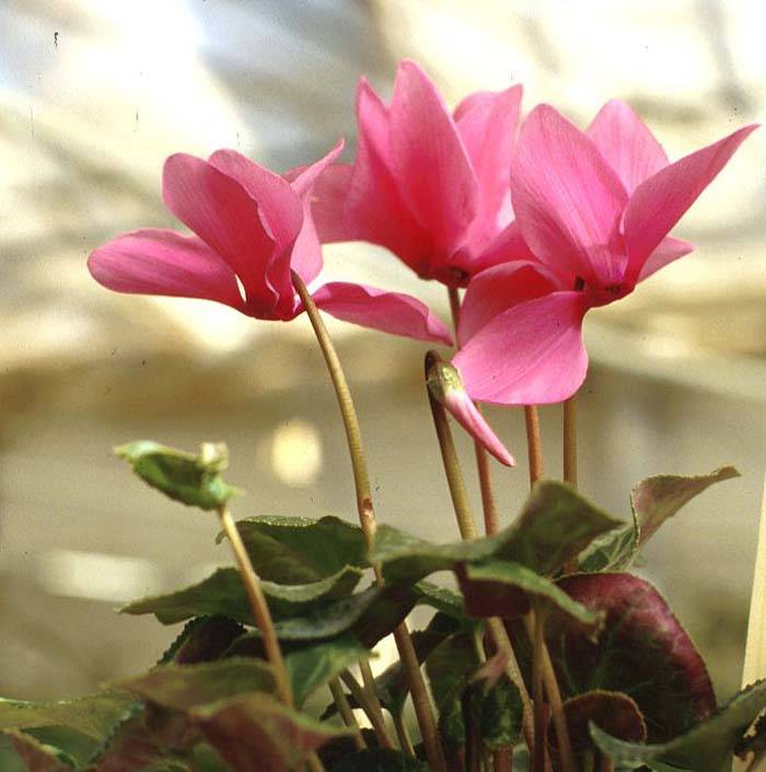 Cyclamen persicum - Florists' Cyclamen | PlantMaster