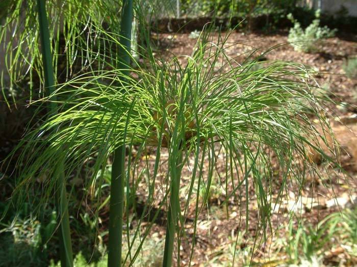 Как выглядит папирус растение фото Как выглядит папирус растение фото