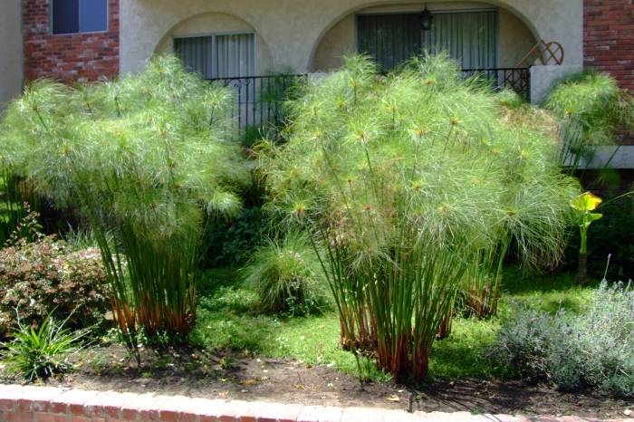 Папирус как выглядит растение Папирус как выглядит растение