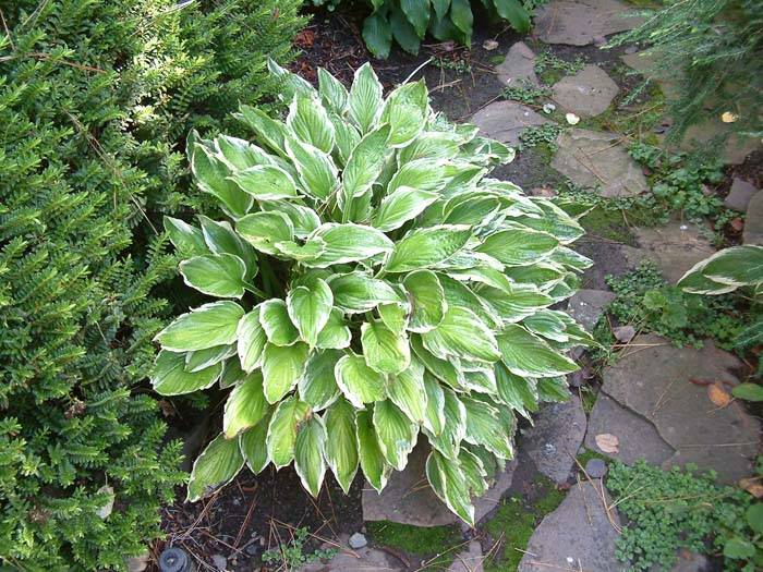 Agave ghiesbreghtii 'Witte Zeeëgel' | 河野園芸
