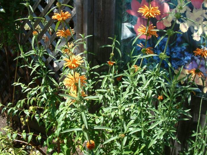 planting clivias Bush Lily – Clivia Miniata with Vibrant Flowers