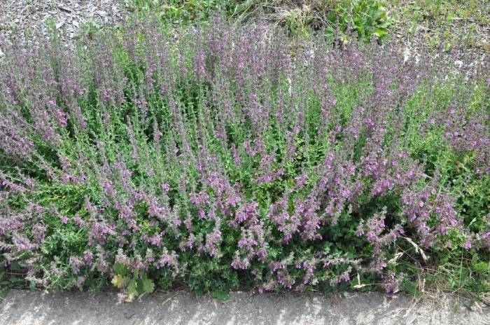 Teucrium chamaedrys 'Prostratum'