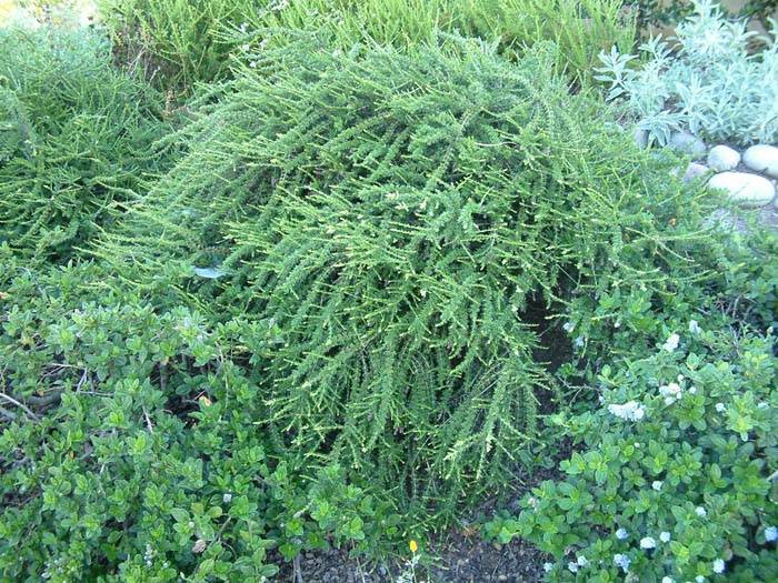 Adenostoma fasciculatum - Chamise, Greasewood | PlantMaster