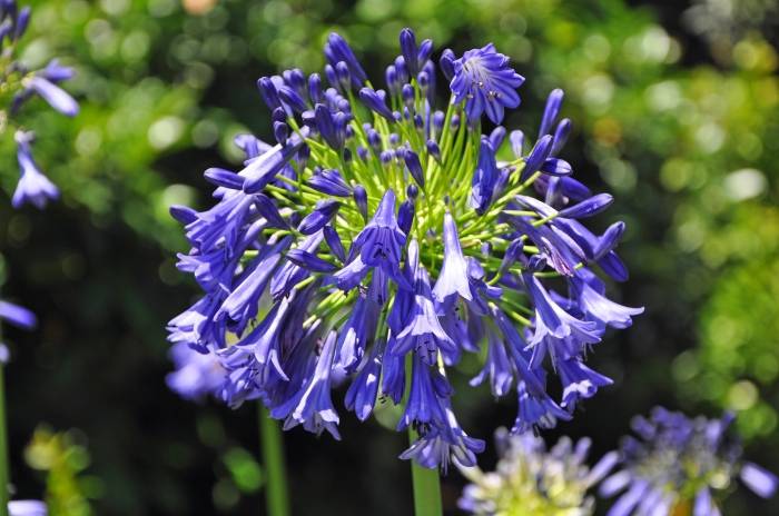 Agapanthus 'Storm Cloud'